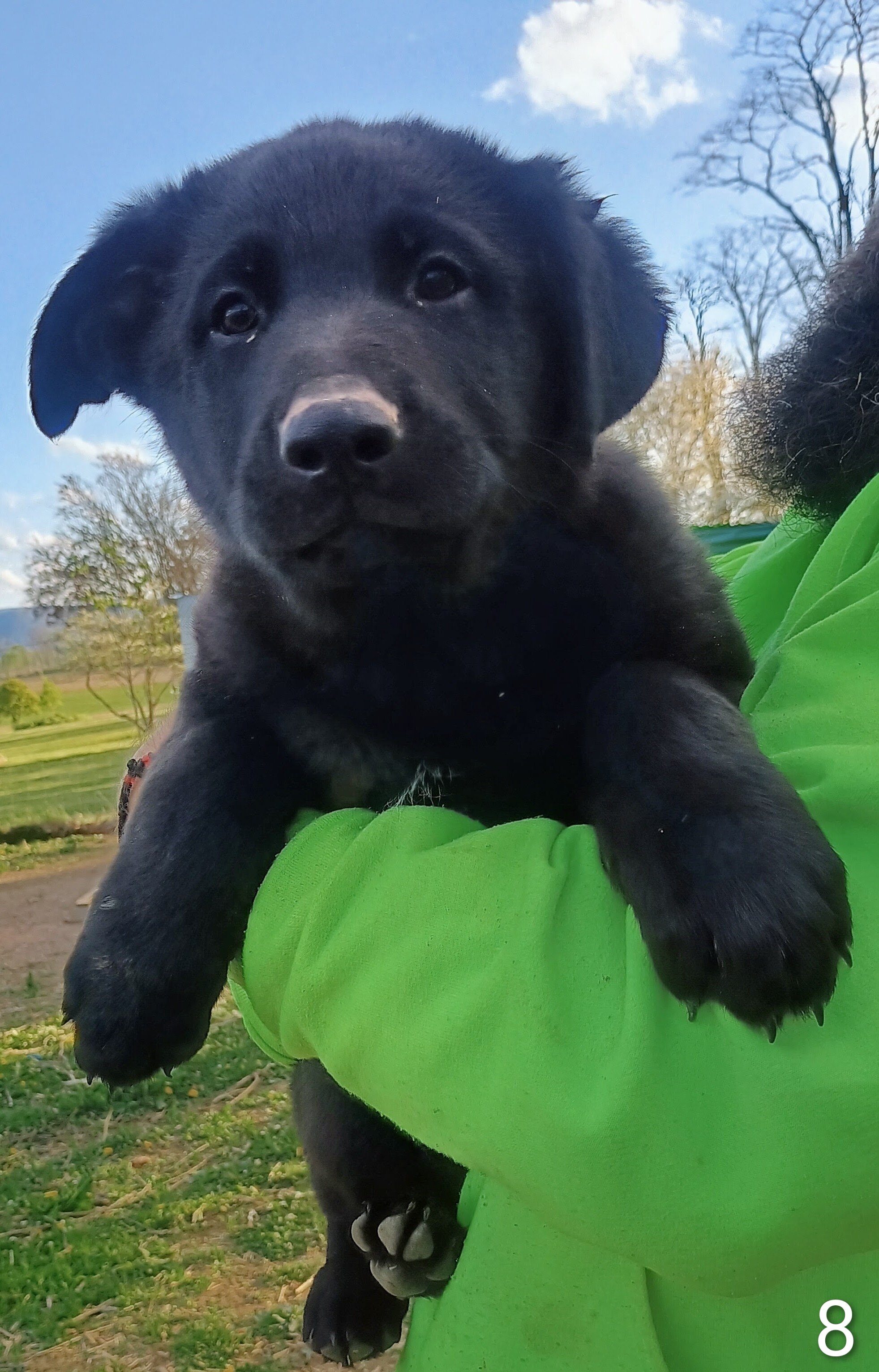 Purebred German Shepherd puppies image 5