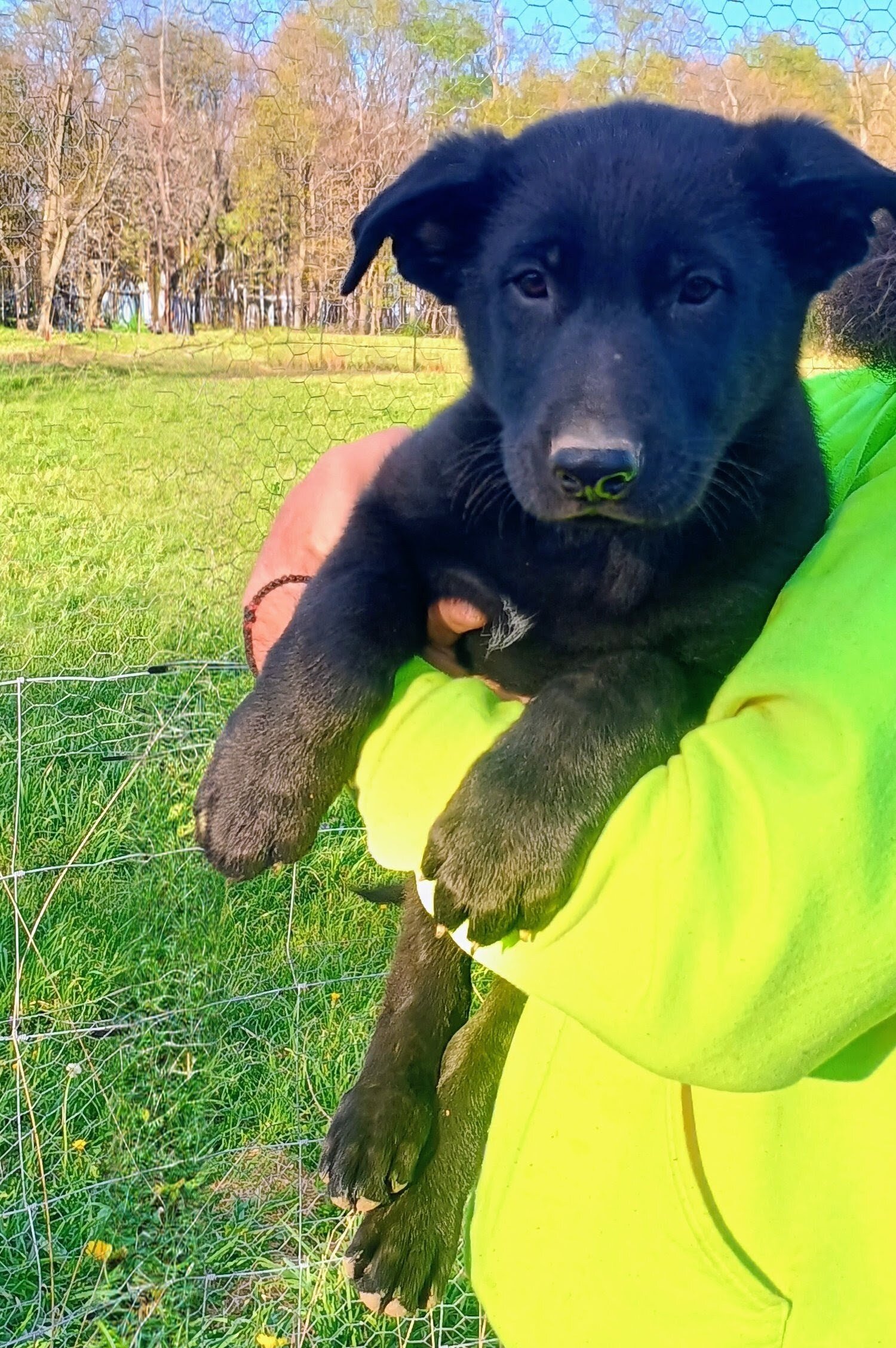 Purebred German Shepherd puppies image 6