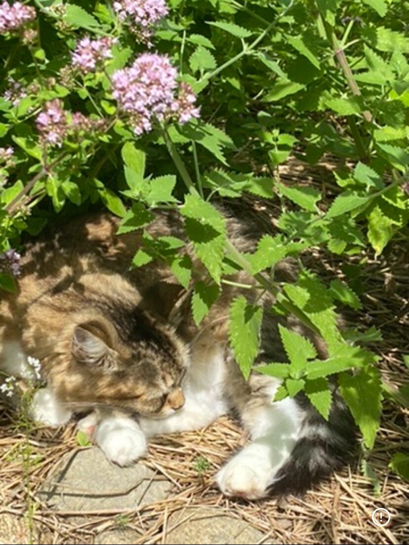Looking for Maine Coon Kittens image 4
