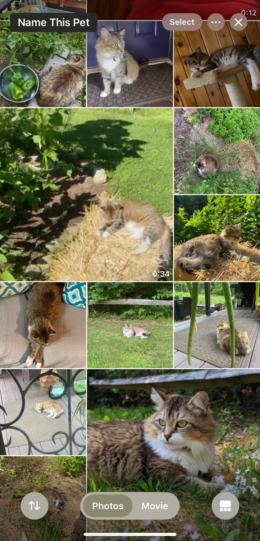 Looking for Maine Coon Kittens image 3