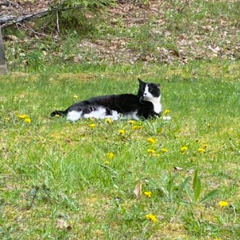 Looking for Maine Coon Kittens image 7