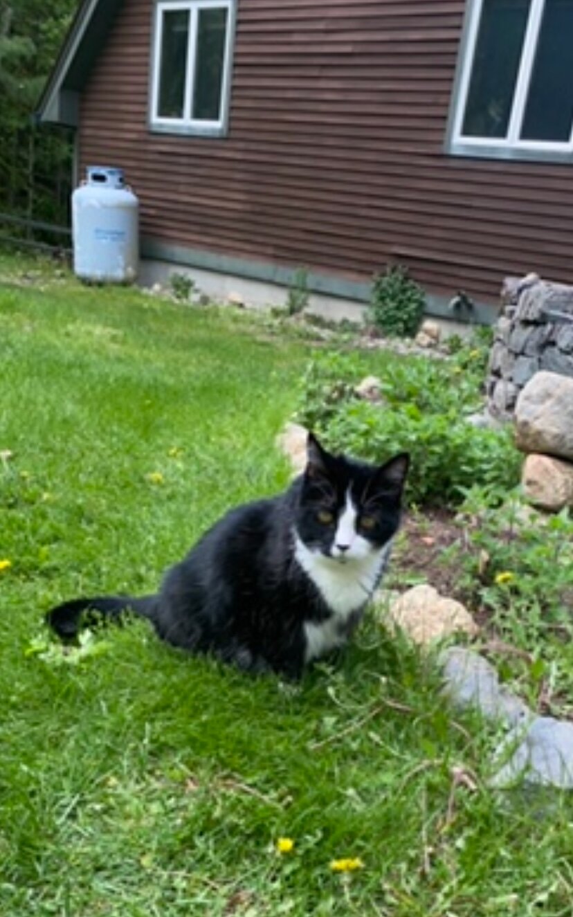 Looking for Maine Coon Kittens image 1