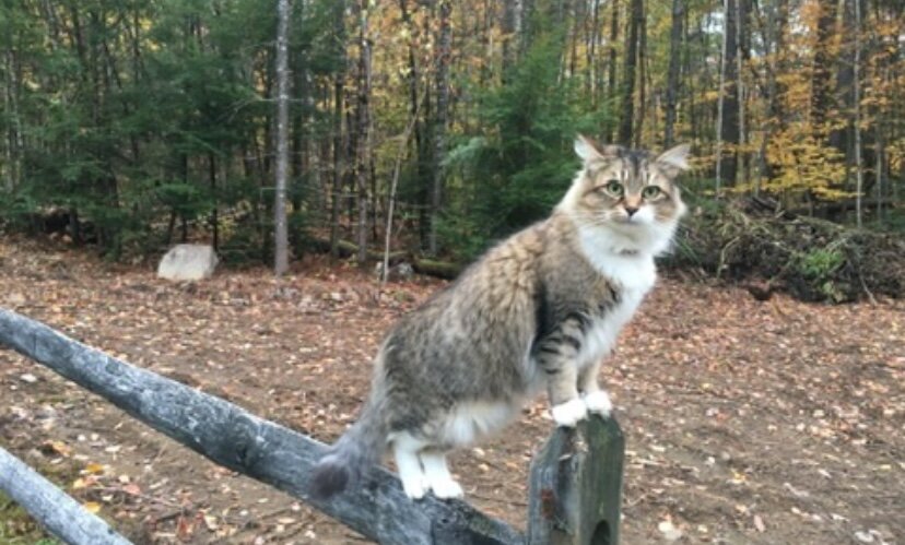 Looking for Maine Coon Kittens image 10