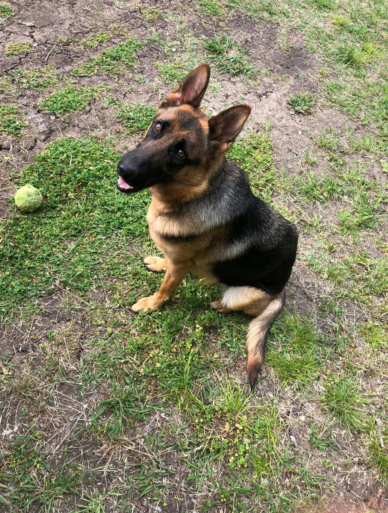 German Shepherd Puppies image 2