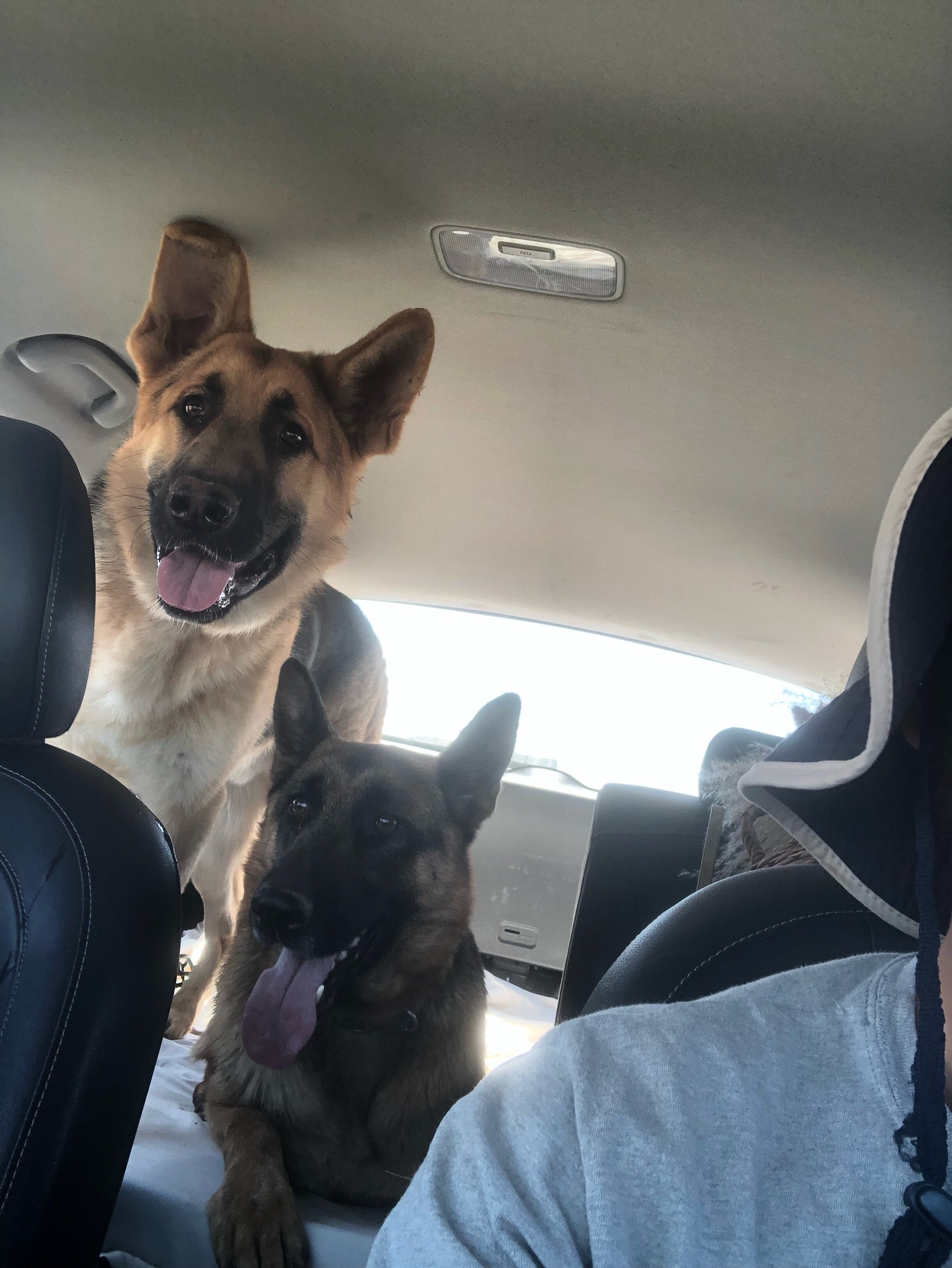 German Shepherd Puppies image 3