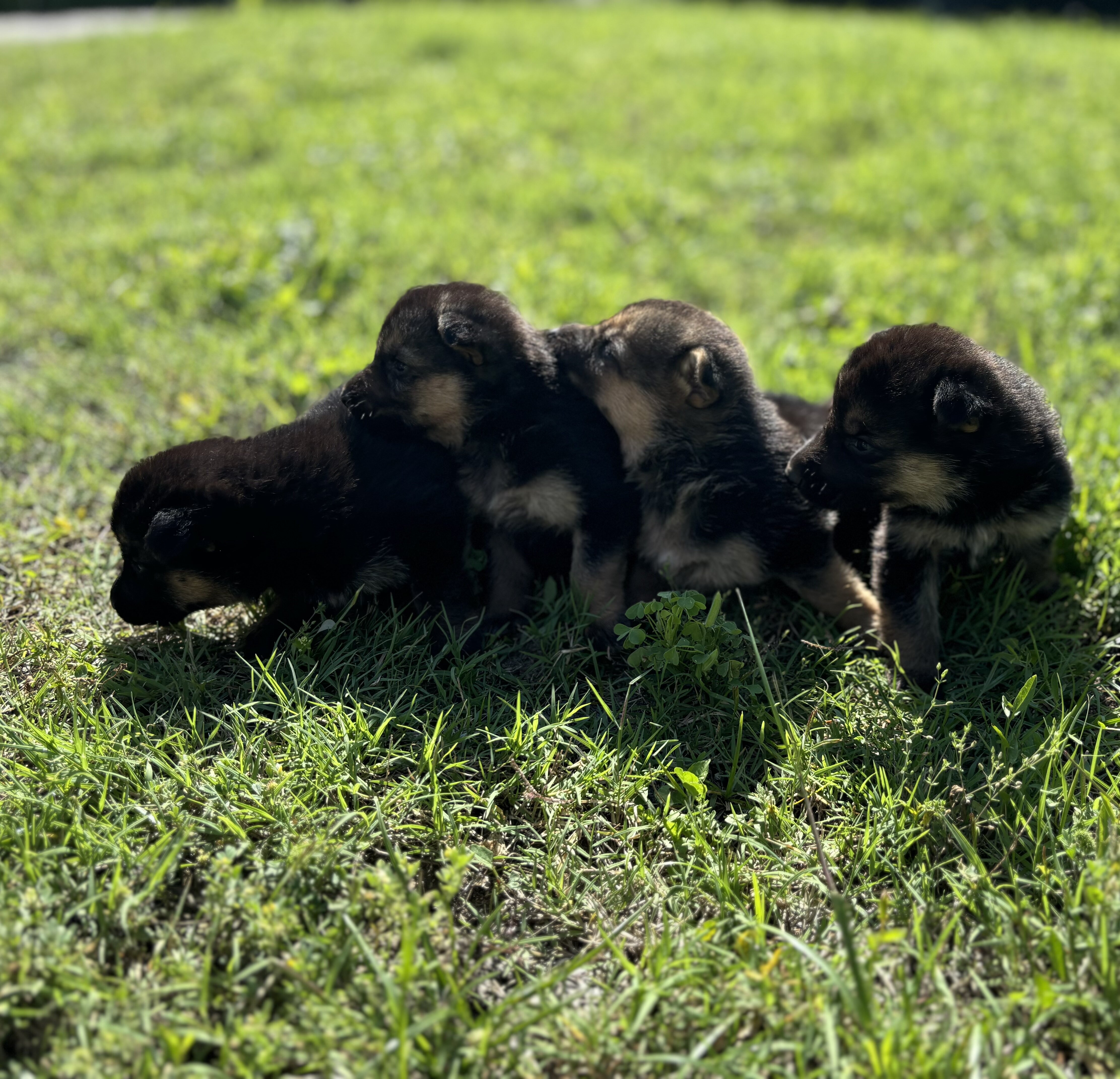 German Shepherd Puppies image 1