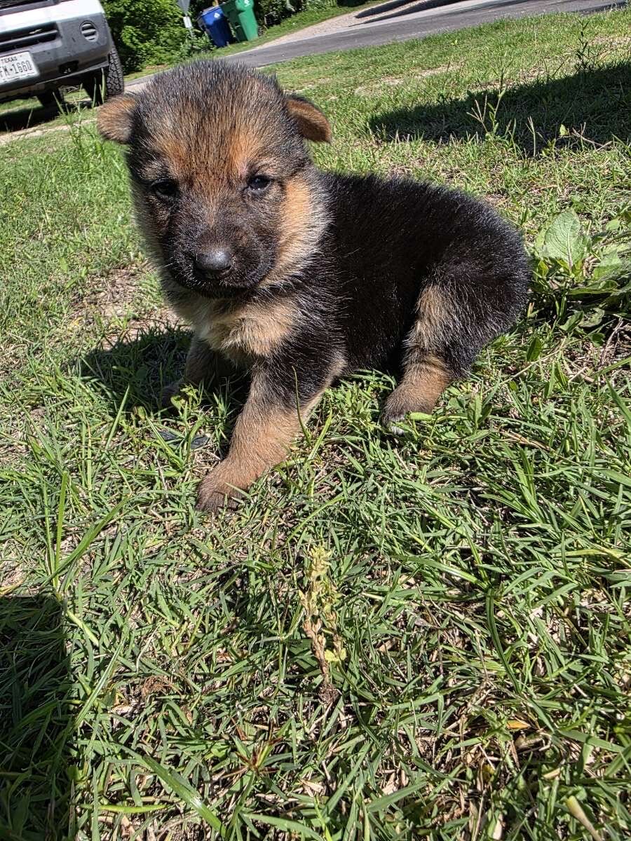 German Shepherd Puppies image 6
