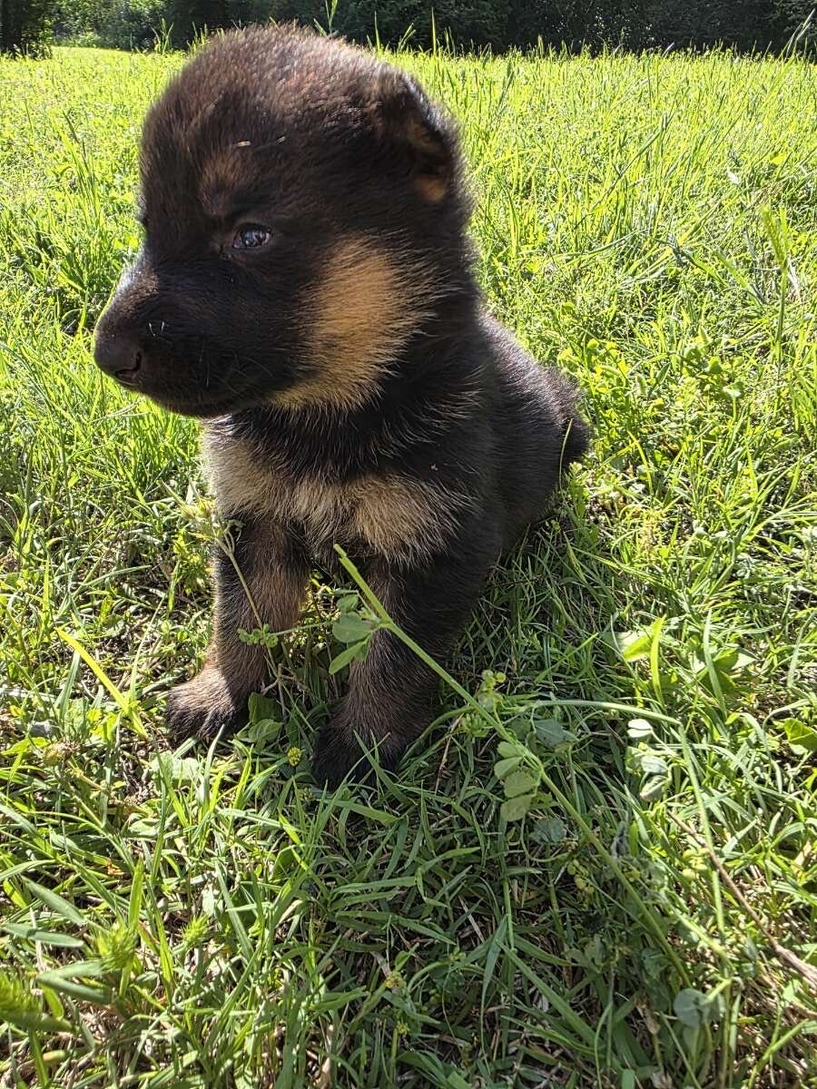 German Shepherd Puppies image 5