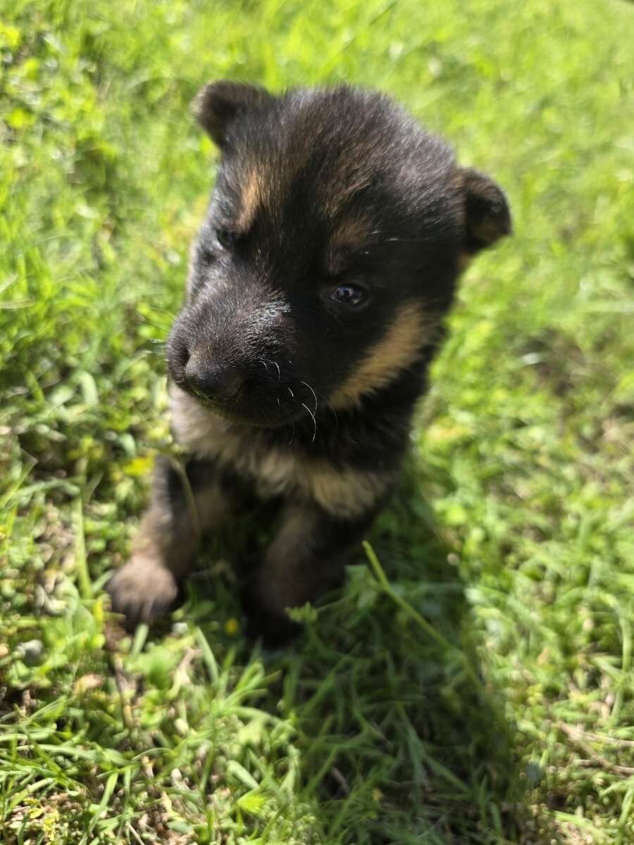 German Shepherd Puppies image 7