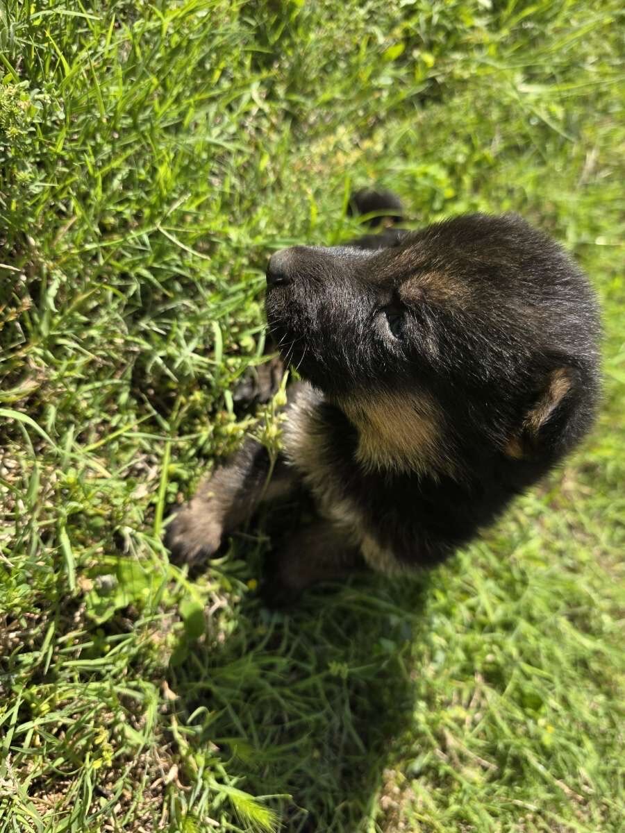 German Shepherd Puppies image 8
