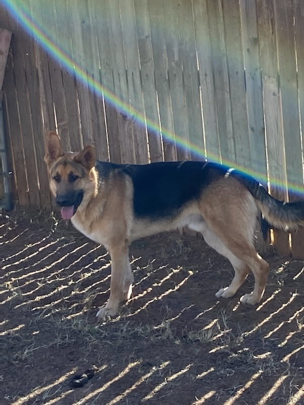 German Shepherd Puppies image 4