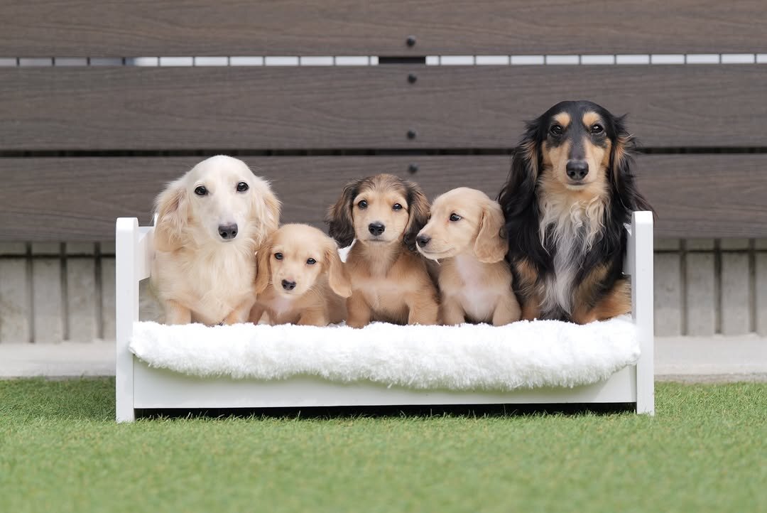 Mini Dachshund for Adoption image 4