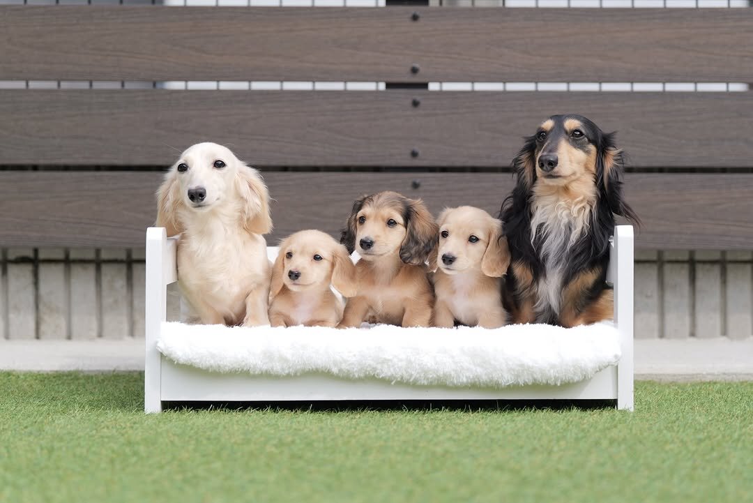 Mini Dachshund for Adoption image 6