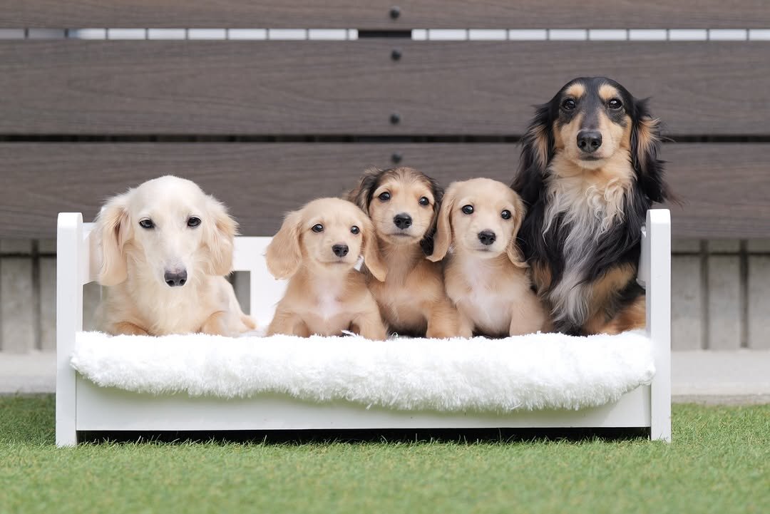 Mini Dachshund for Adoption image 3