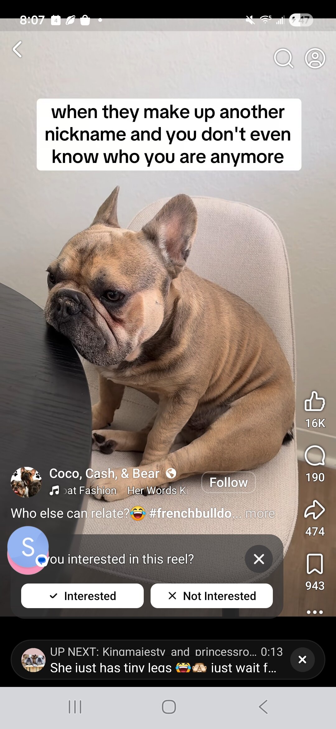 Looking for 3-5 year old frenchie male image 2