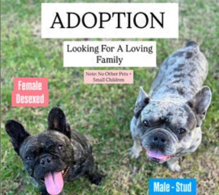 Looking for 3-5 year old frenchie male image 1