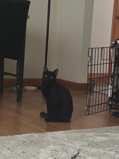 Onyx For Adoption! image 1