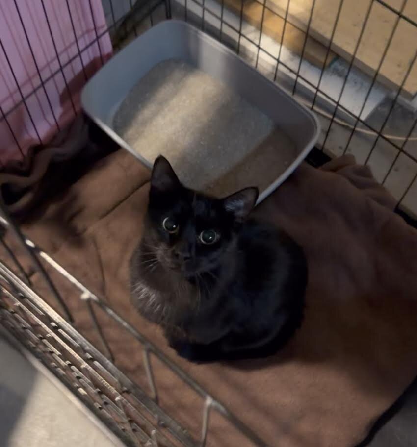 Sabrina For Adoption! image 1