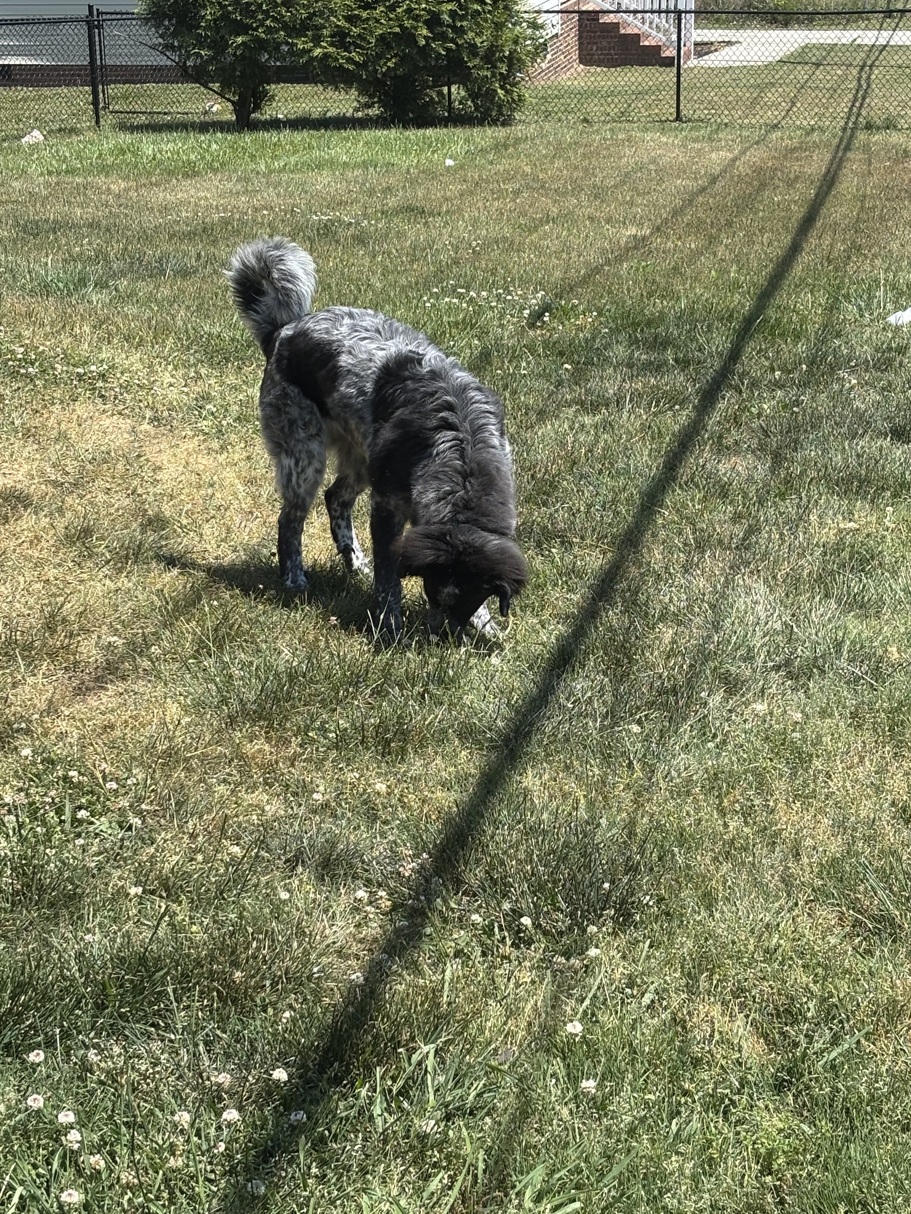 Kira - anatolian shepherd/pyr mix image 3