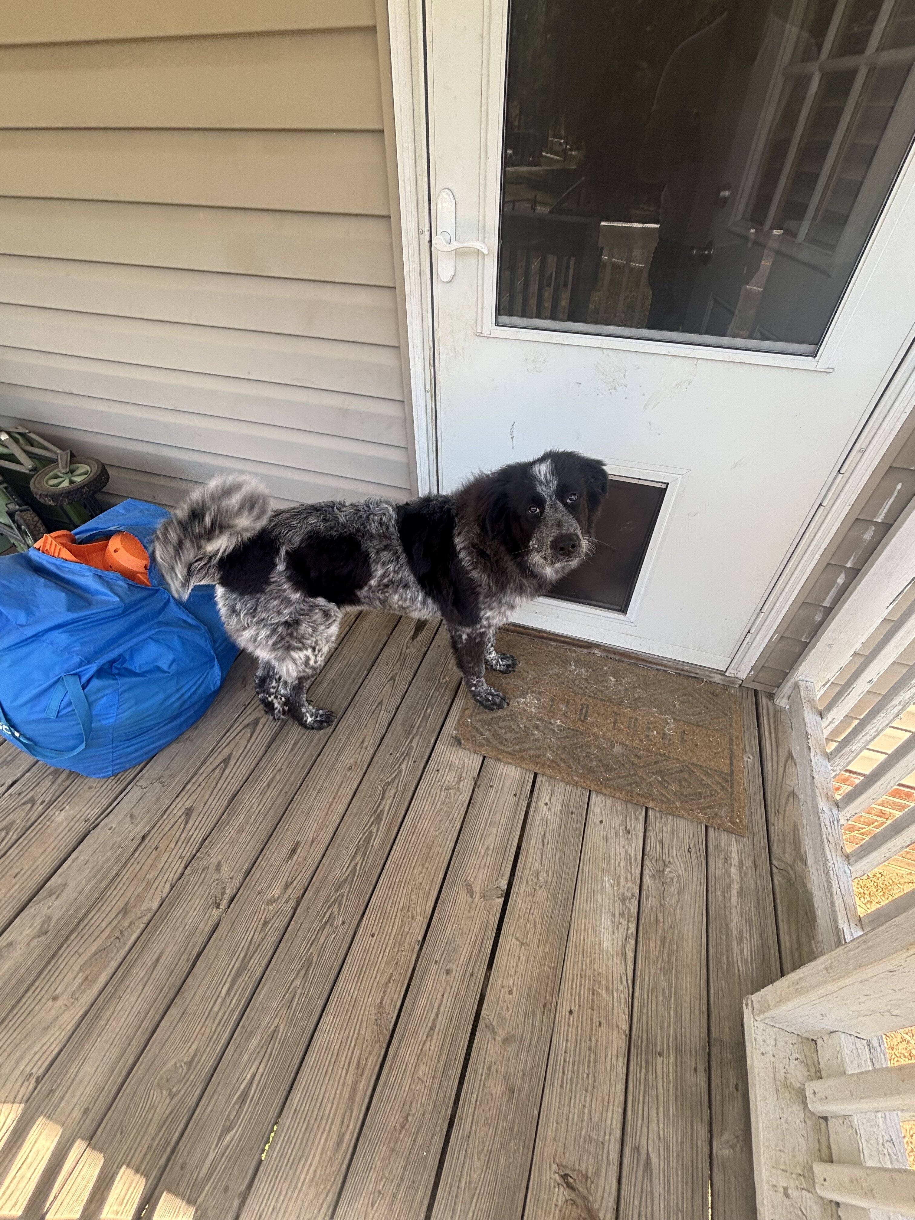 Kira - anatolian shepherd/pyr mix image 4