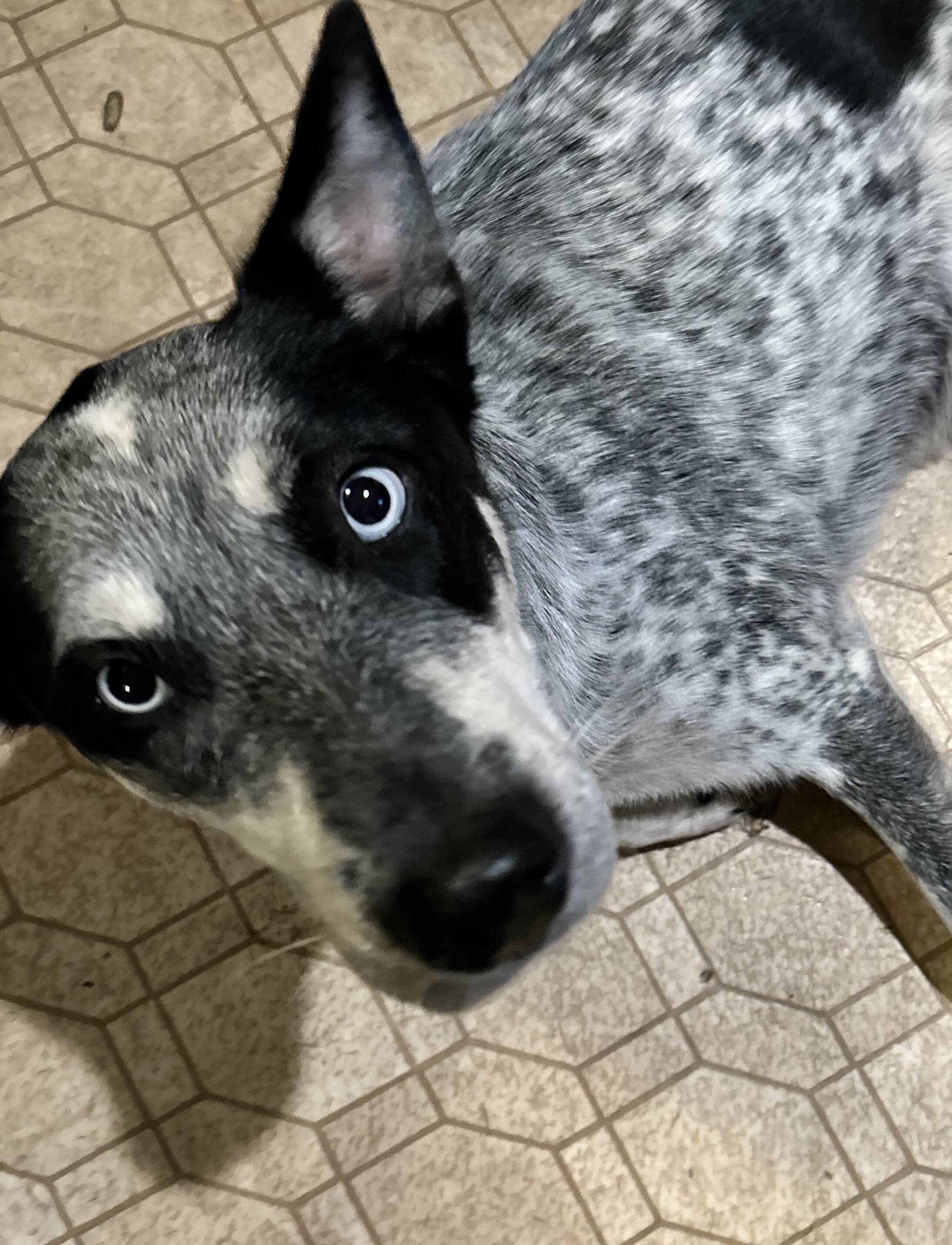 Husky Catahoula mix image 1