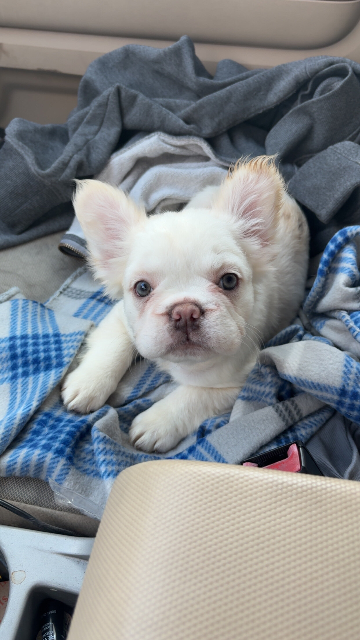 Long haired French bulldog image 1