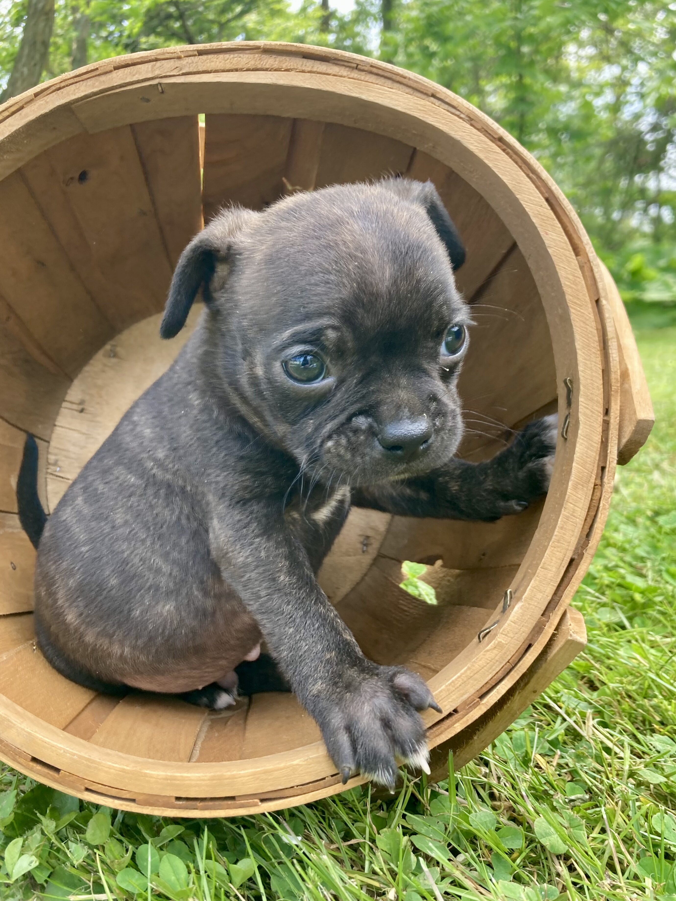 Bugg puppies image 1