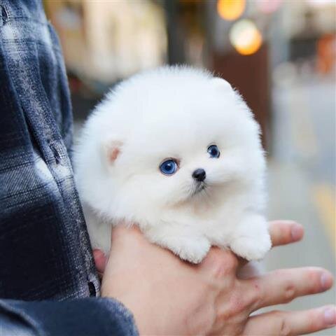 Sweet Pom Puppies Now Ready image 2