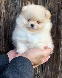 Sweet Pom Puppies Now Ready image 3