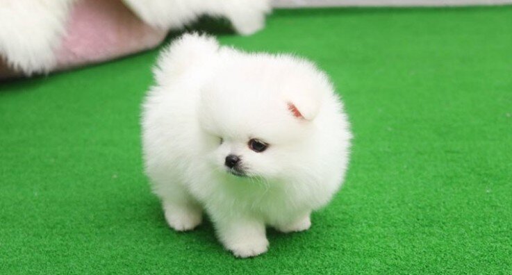 Sweet Pom Puppies Now Ready image 4
