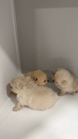 Playful Pomeranian looking Home image 1