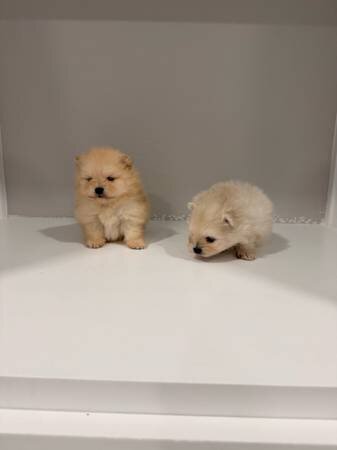 Playful Pomeranian looking Home image 2