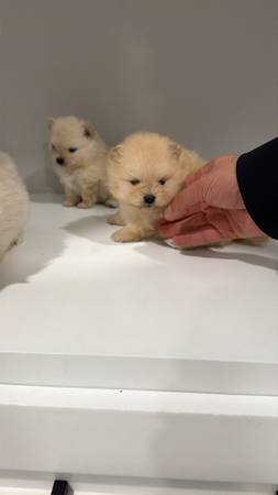 Playful Pomeranian looking Home image 3