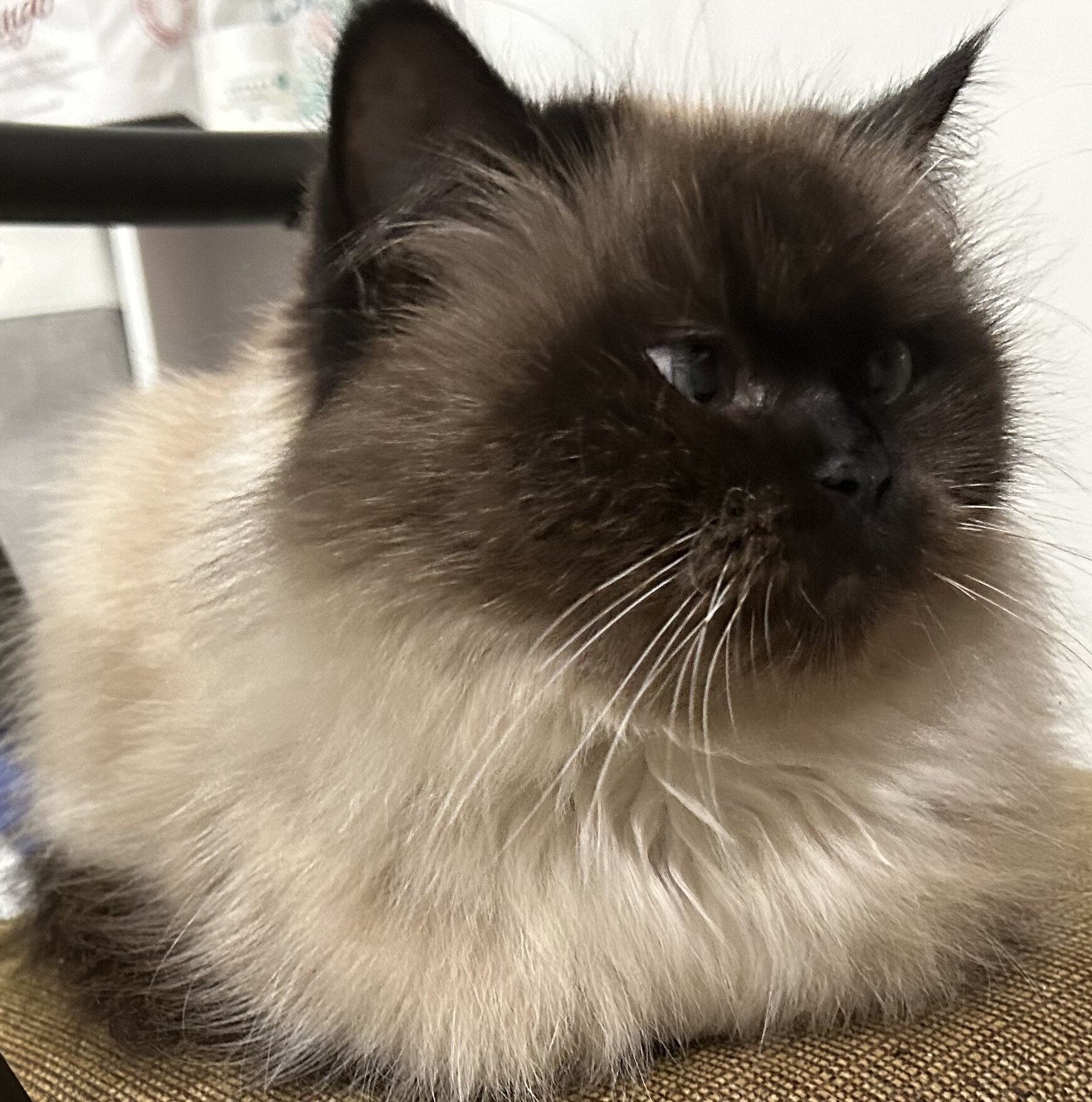 Half Persian half Himalayan female image 2