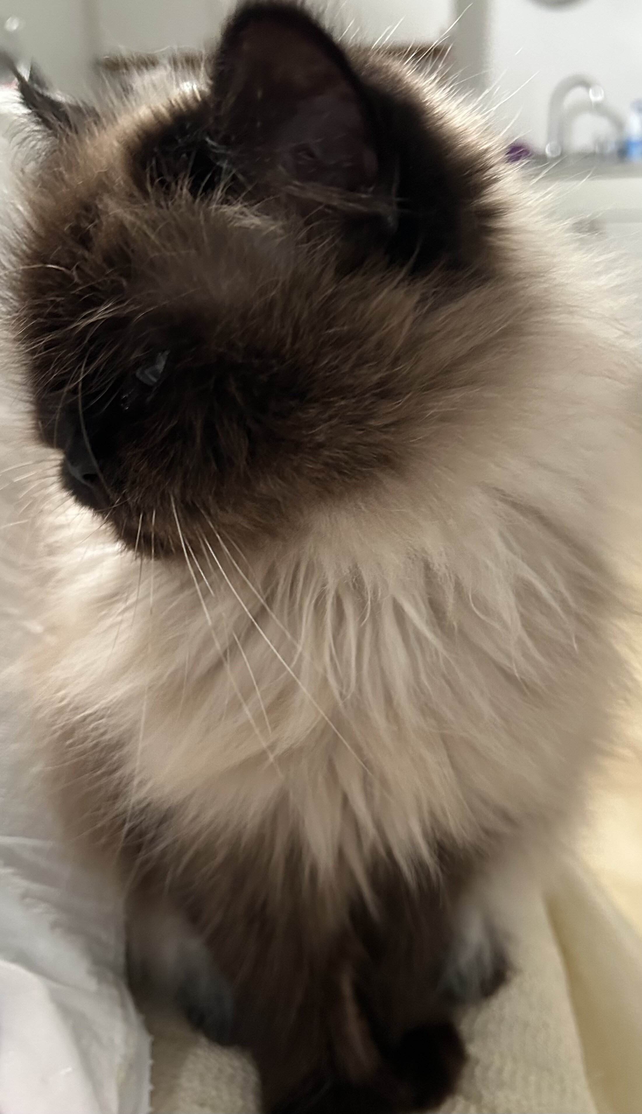 Half Persian half Himalayan female image 3