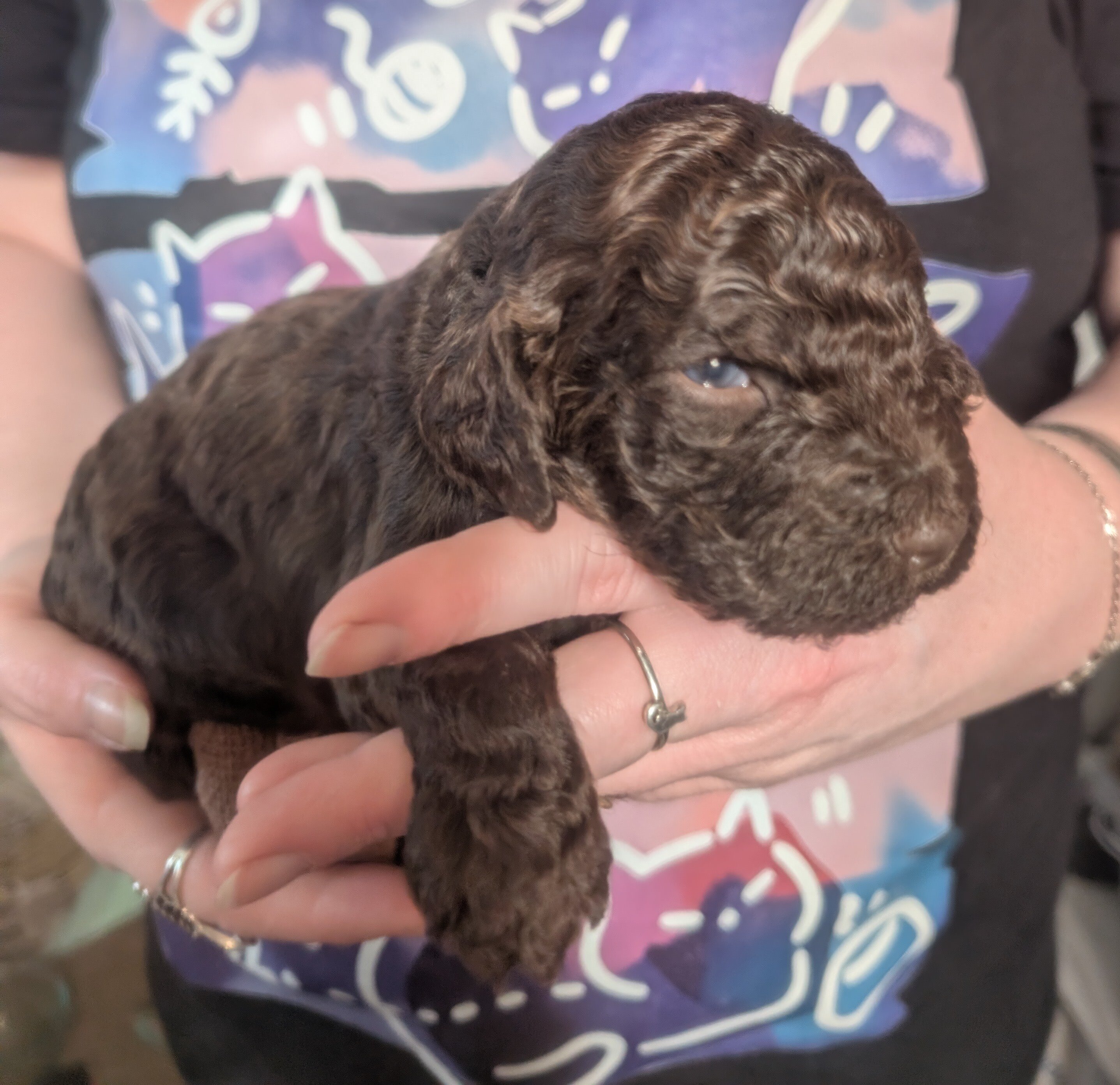 AKC standard poodle boys image 1