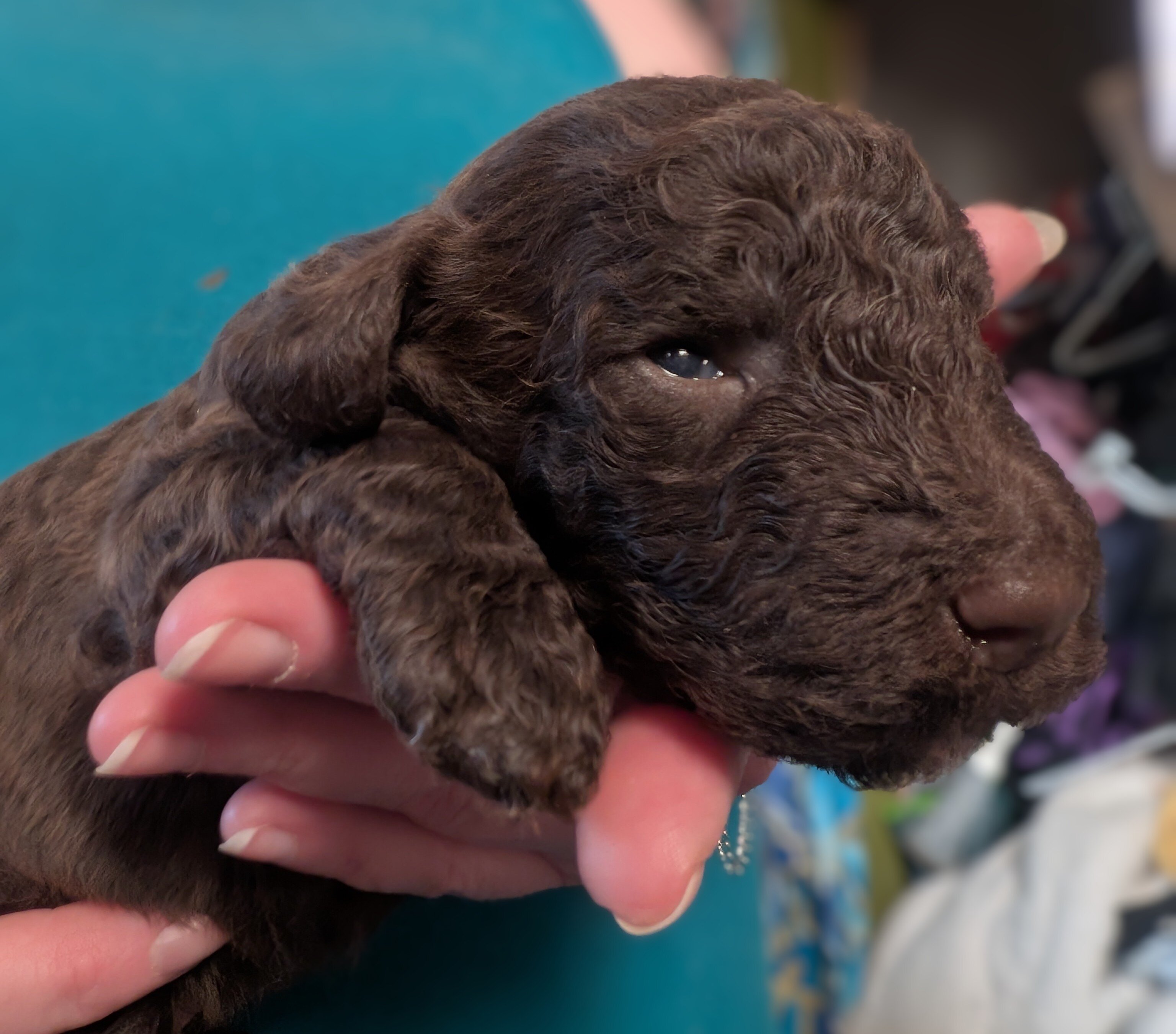 AKC standard poodle boys image 4