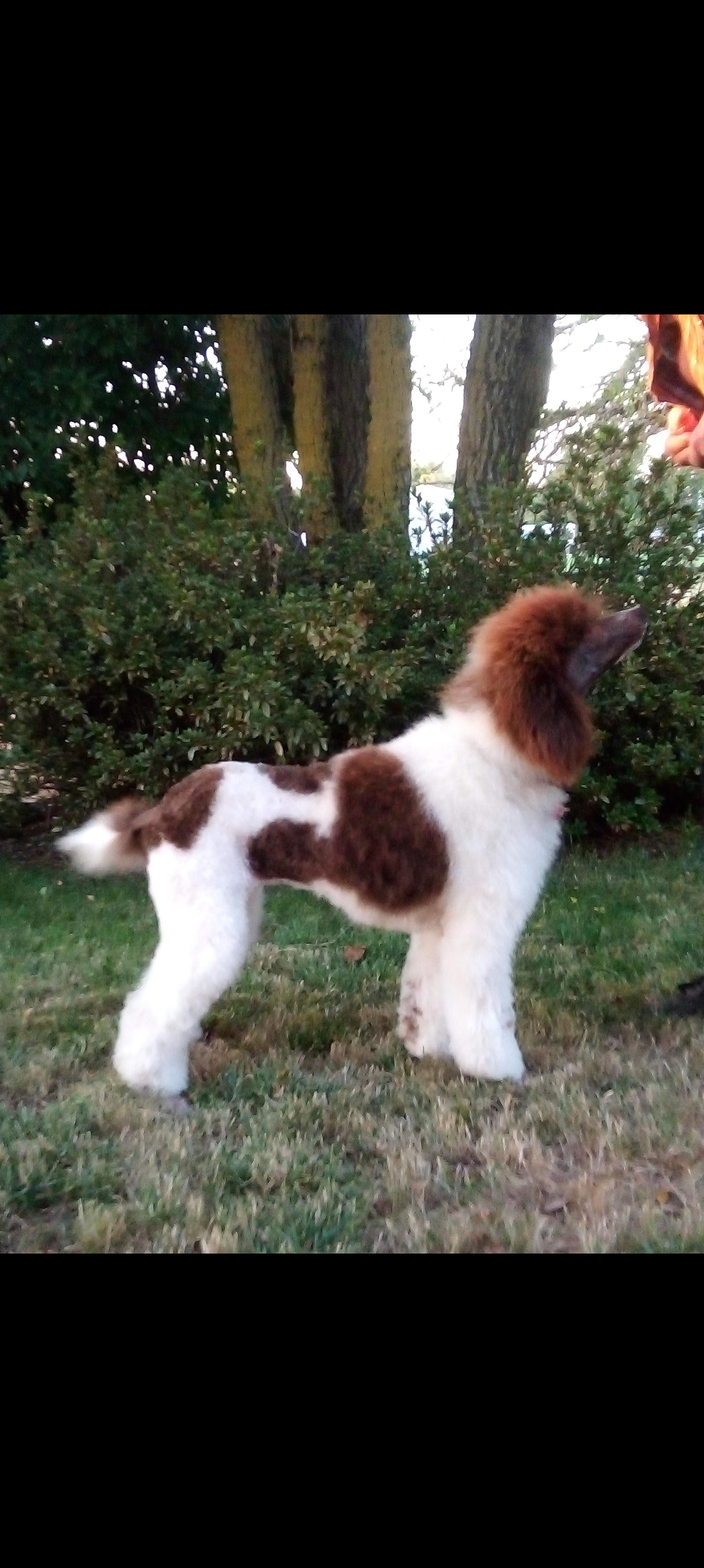 AKC standard poodle boys image 3