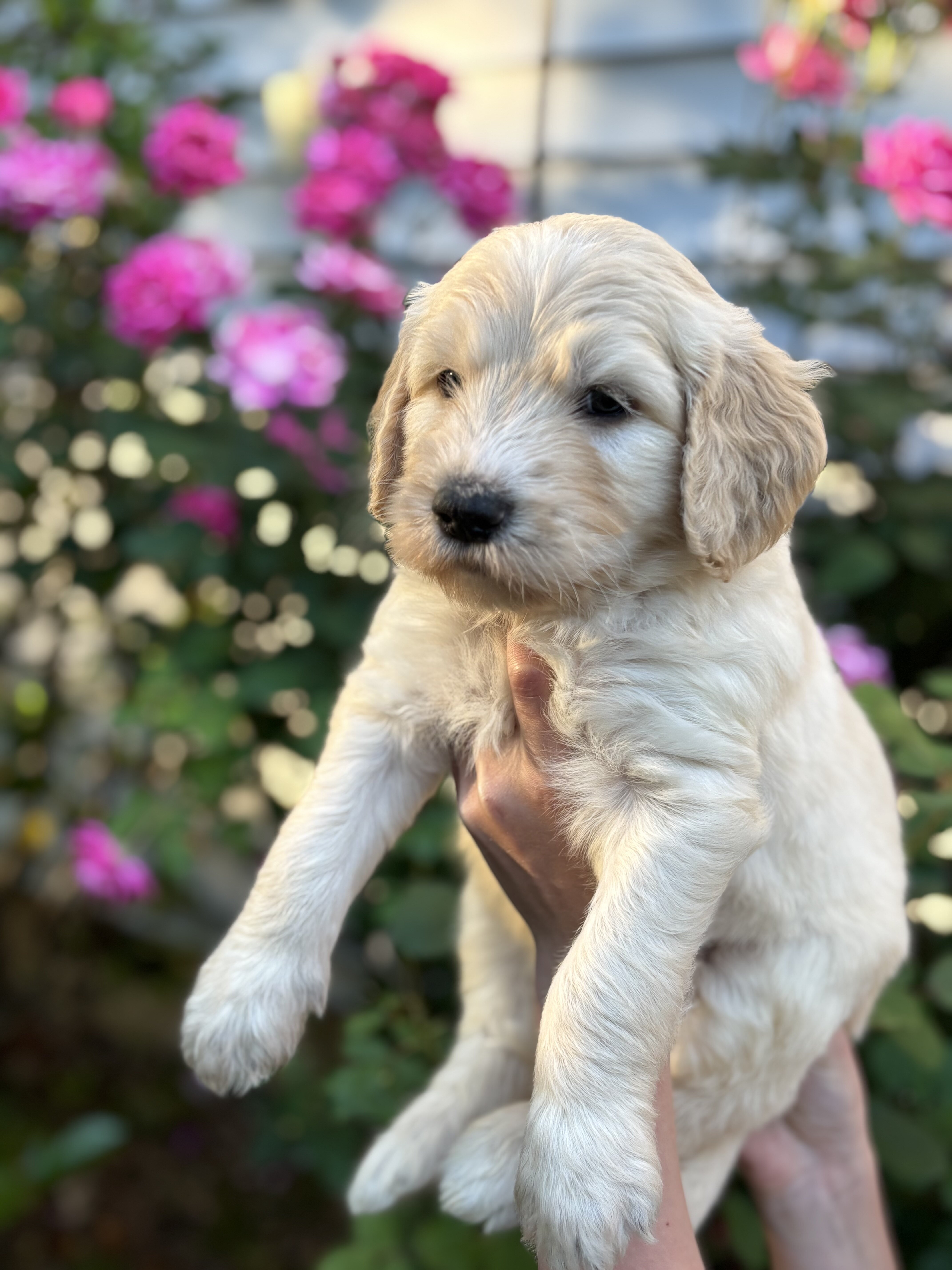 Golden Doodle Puppies image 5