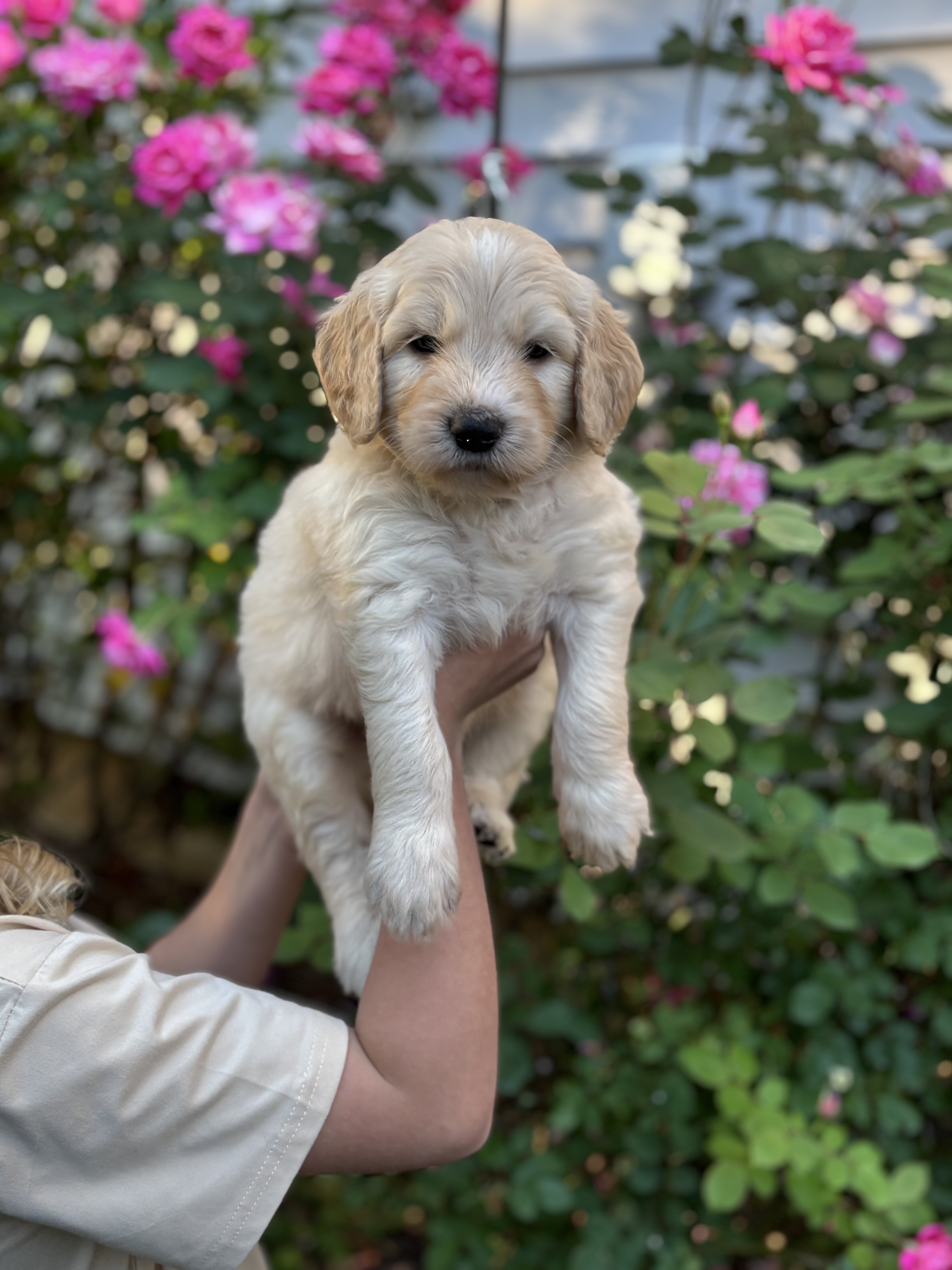 Golden Doodle Puppies image 4