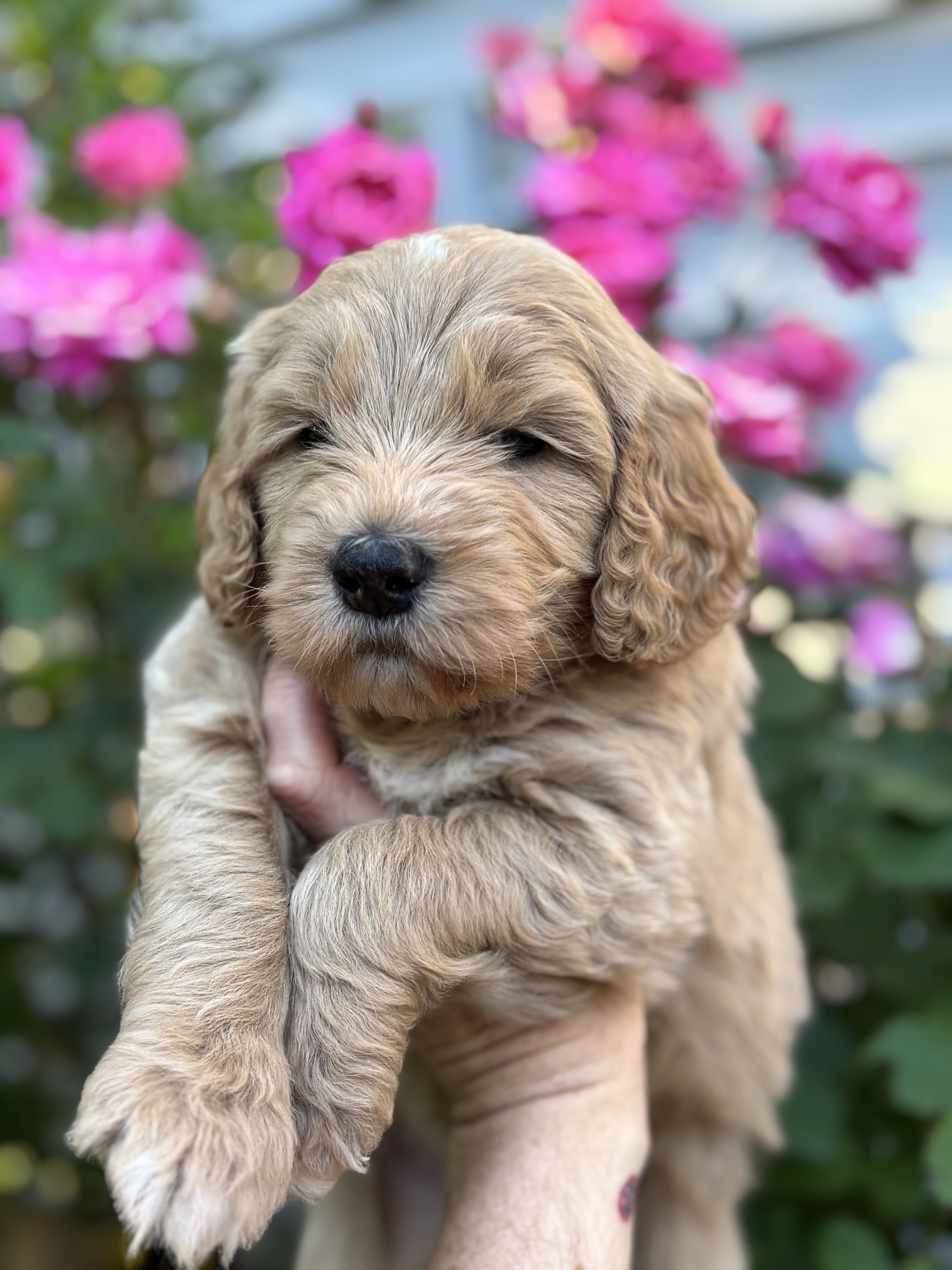 Golden Doodle Puppies image 2