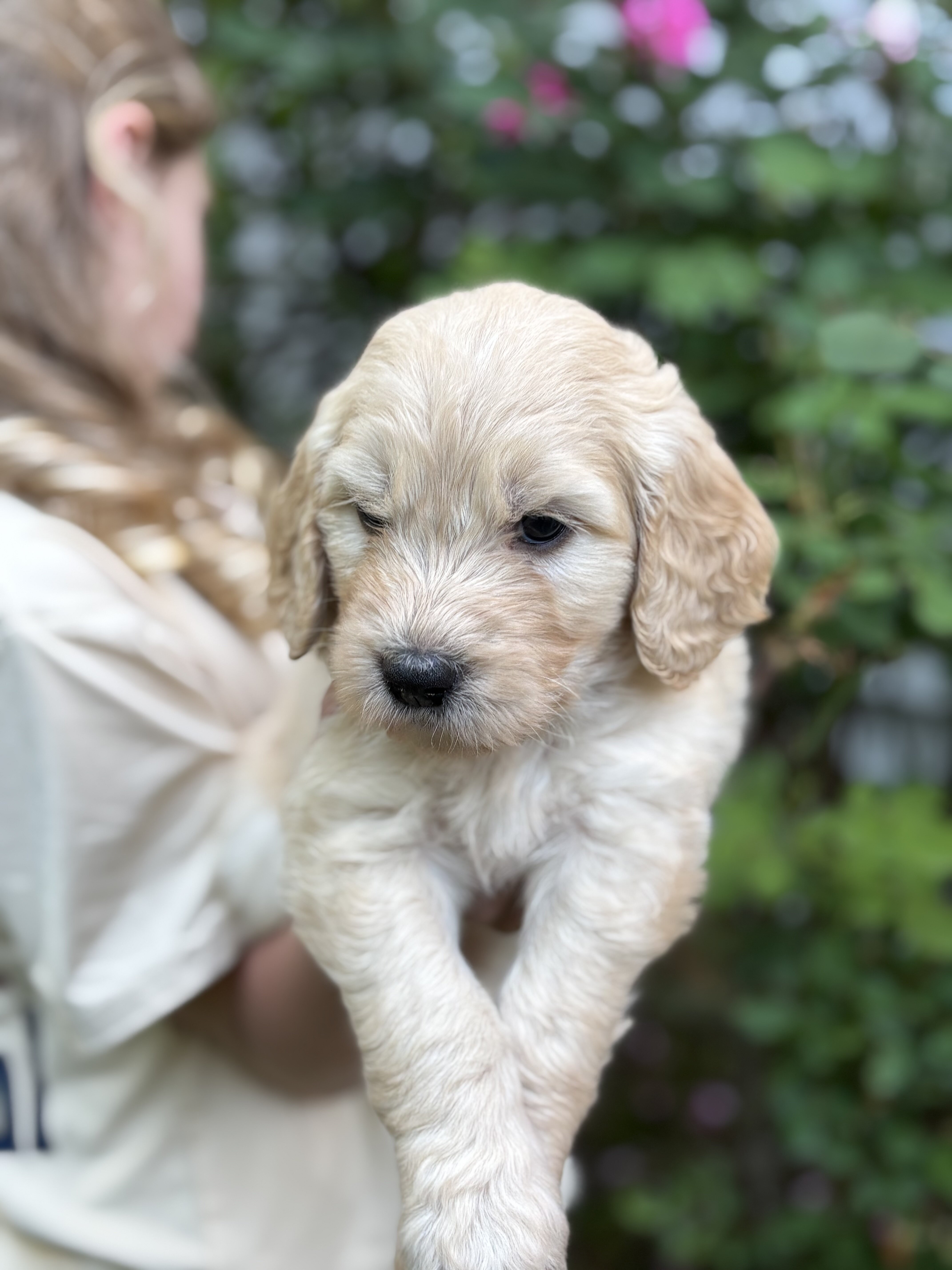 Golden Doodle Puppies image 3