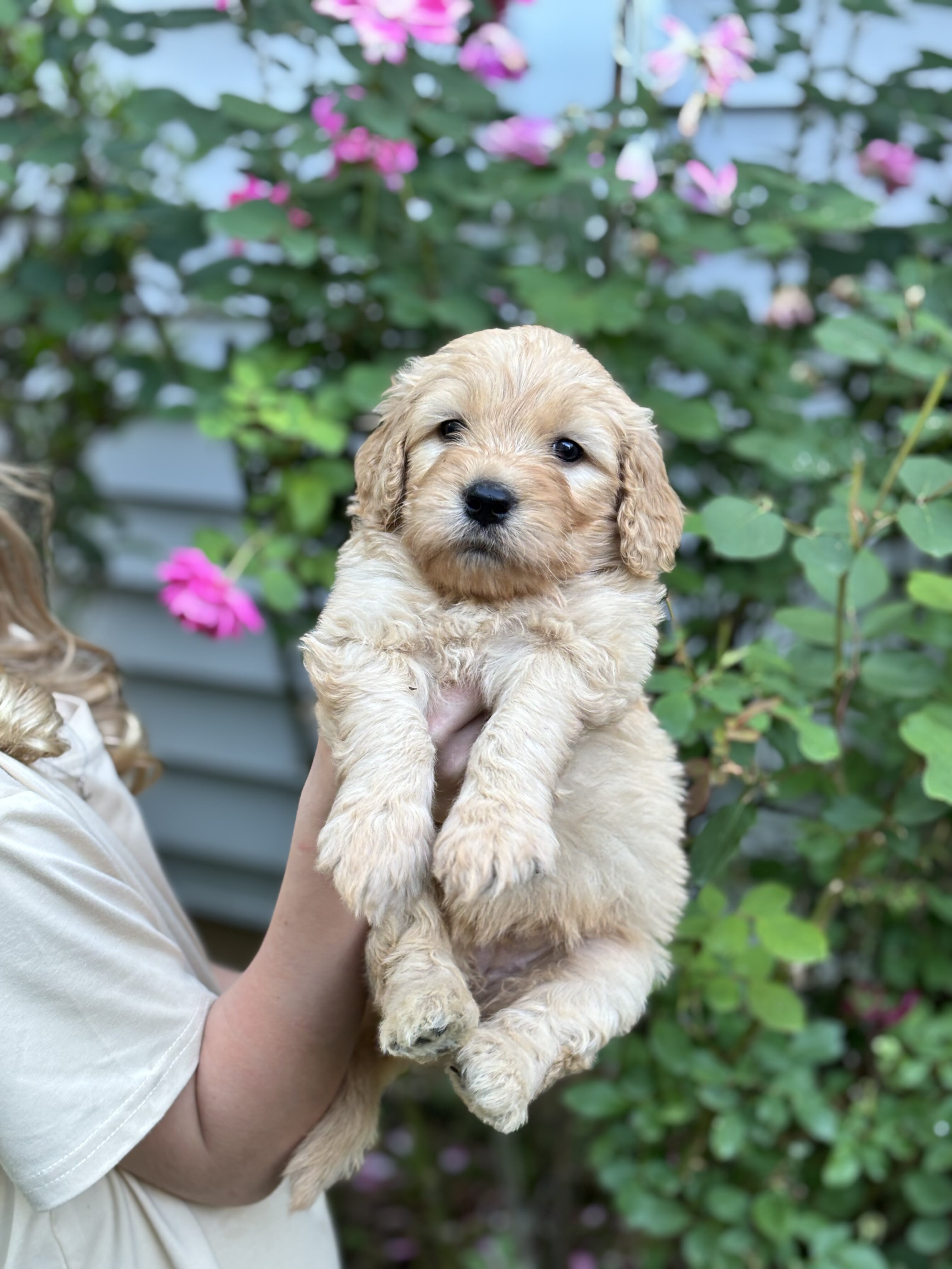Golden Doodle Puppies image 1