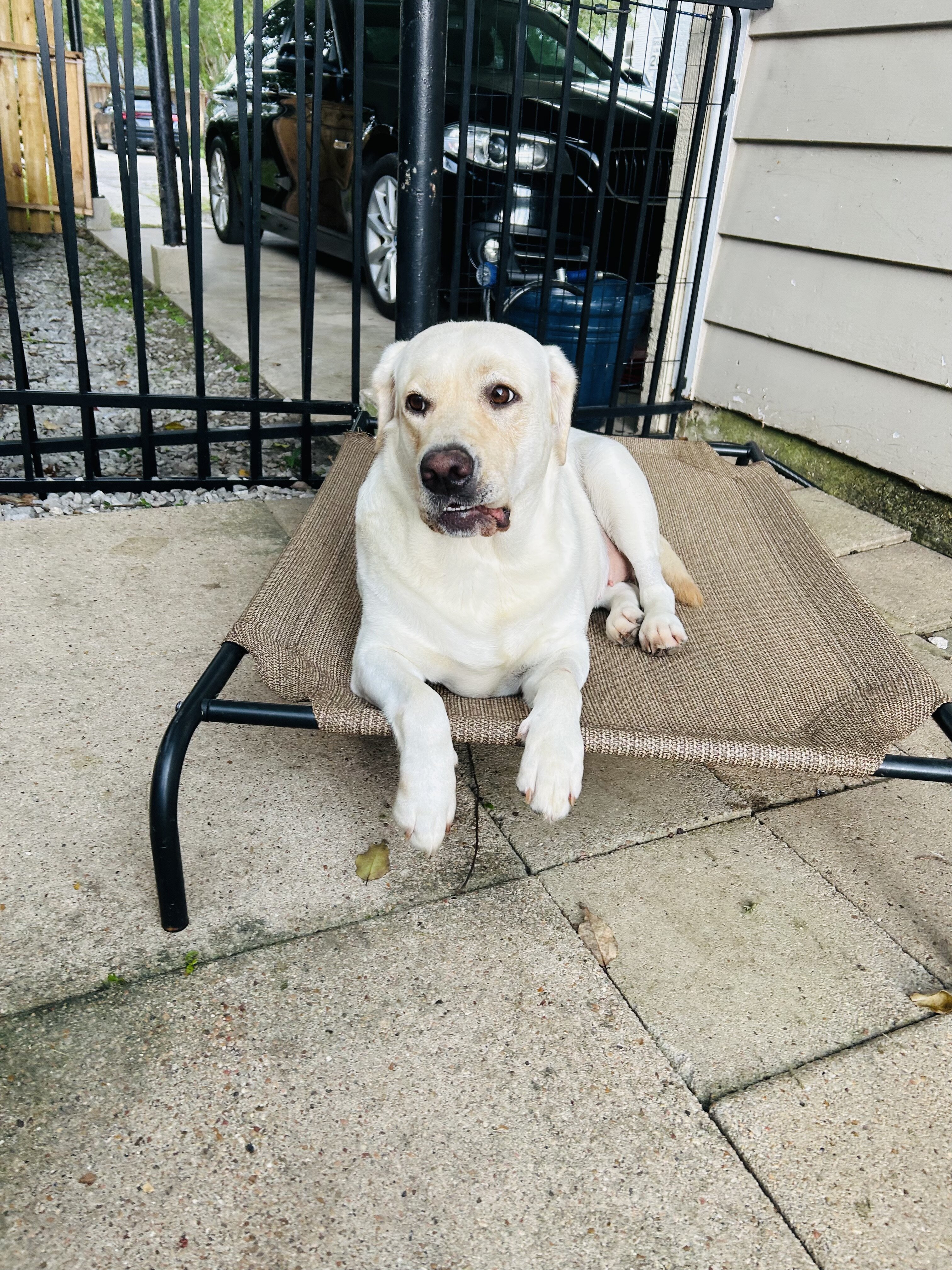 AKC Labrador Retriever image 3