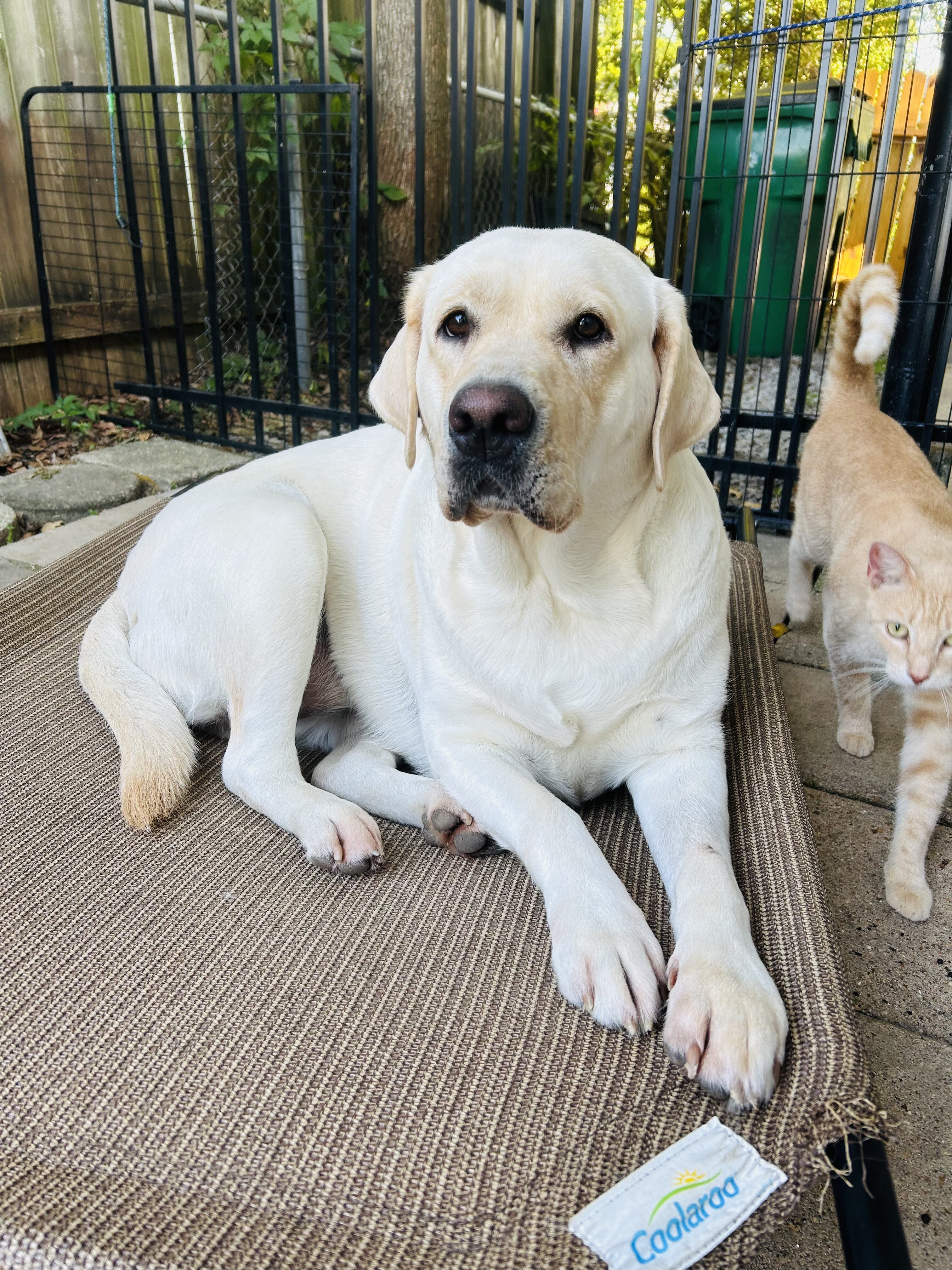 AKC Labrador Retriever image 2