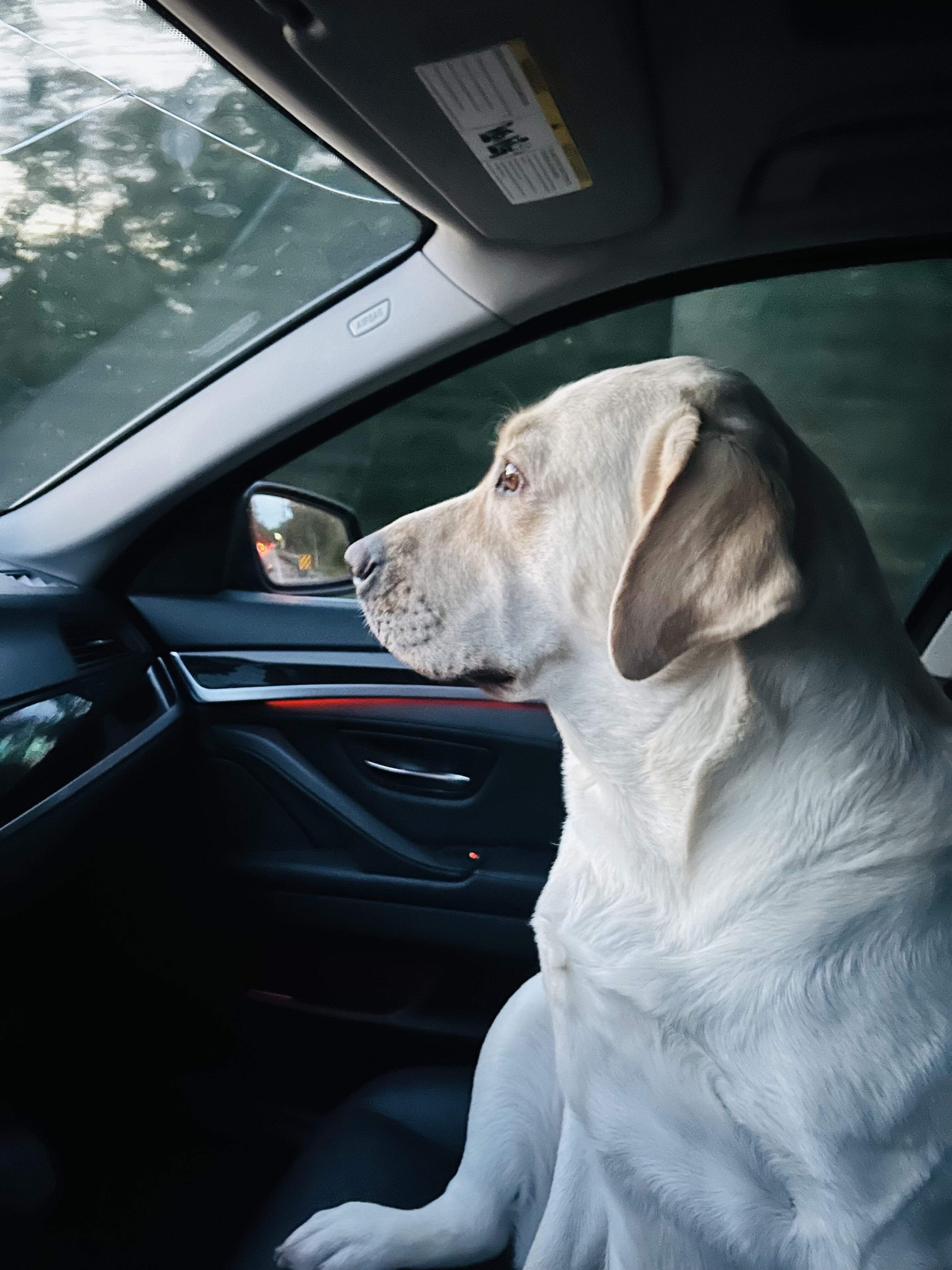AKC Labrador Retriever image 1