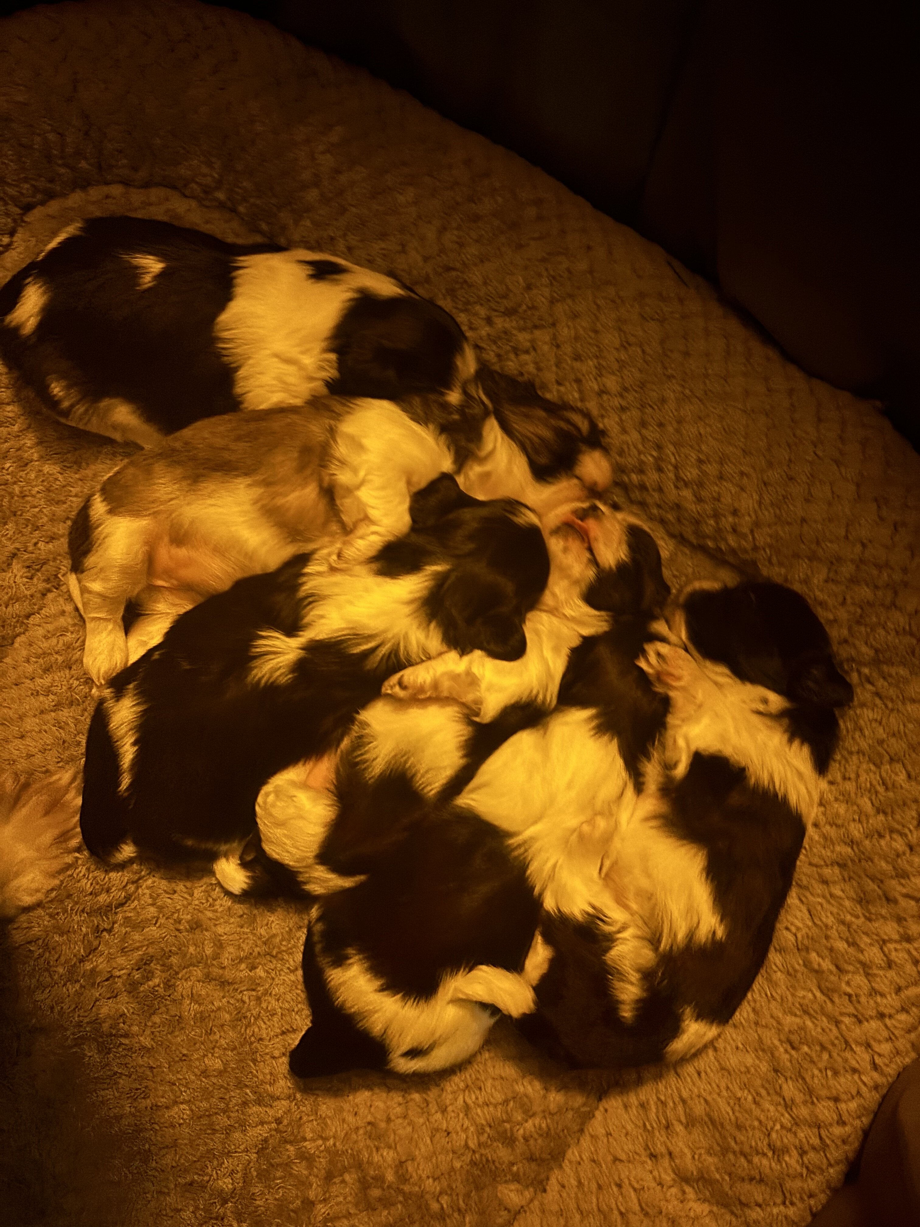Shih Tzu Puppies image 1