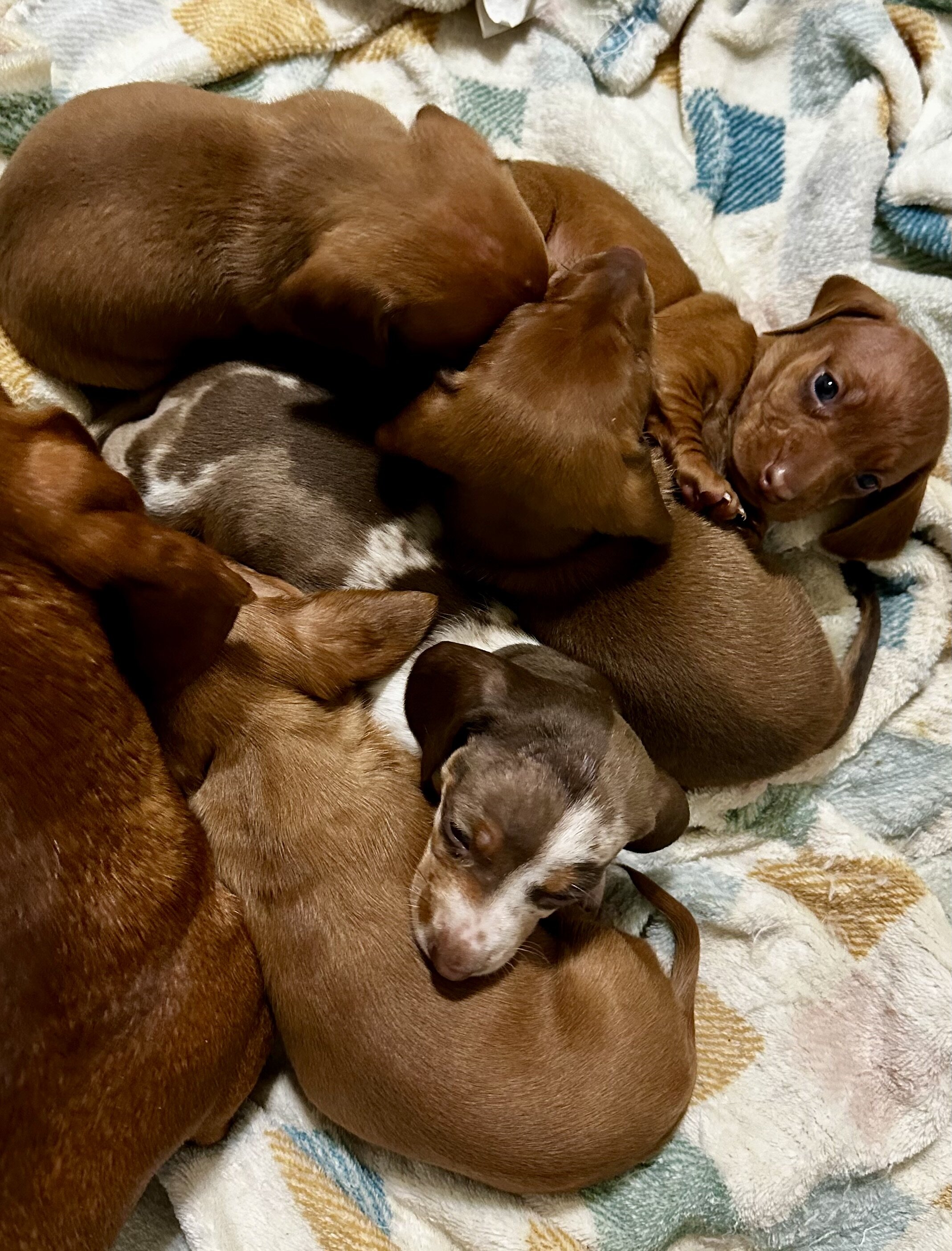 AKC Toy Dashhounds image 9