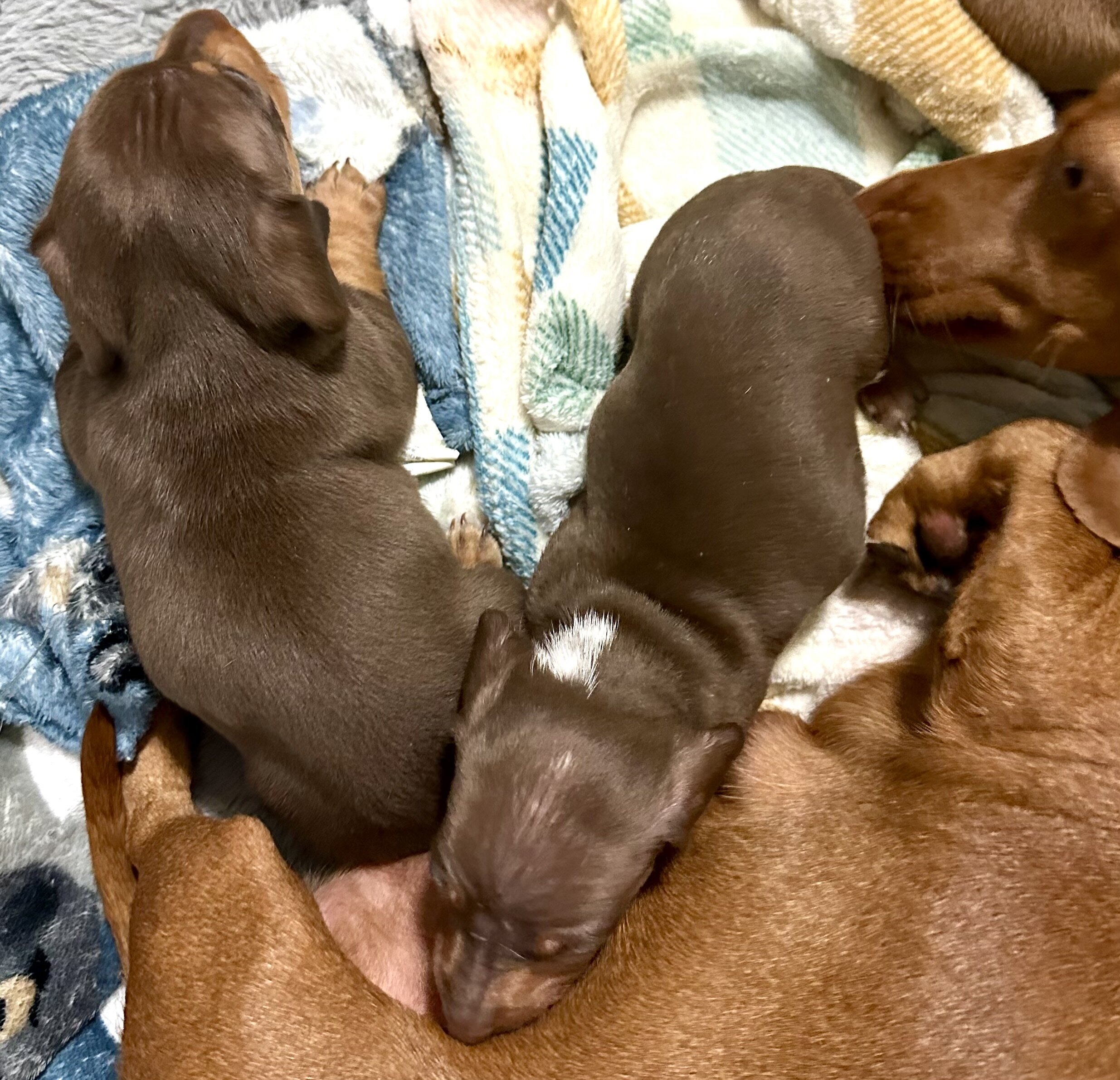 AKC Toy Dashhounds image 8