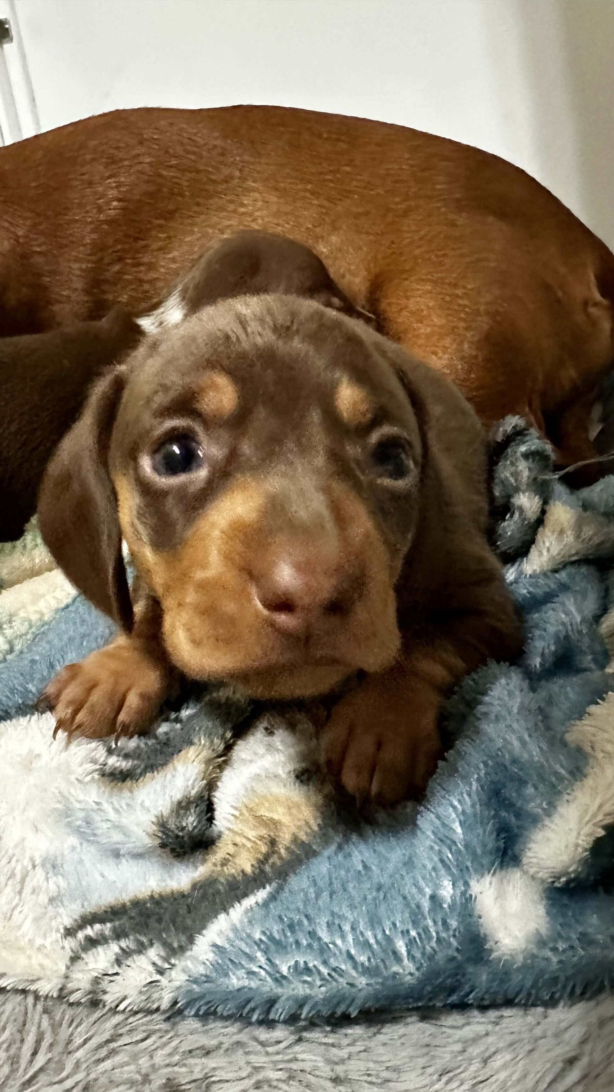 AKC Toy Dashhounds image 7